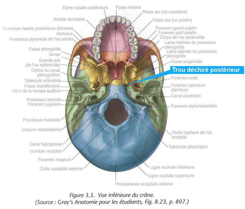 Vue intérieure du crâne (Source : Gray's Anatomie pour les étudiants, Fig. 8.23, p. 807.)